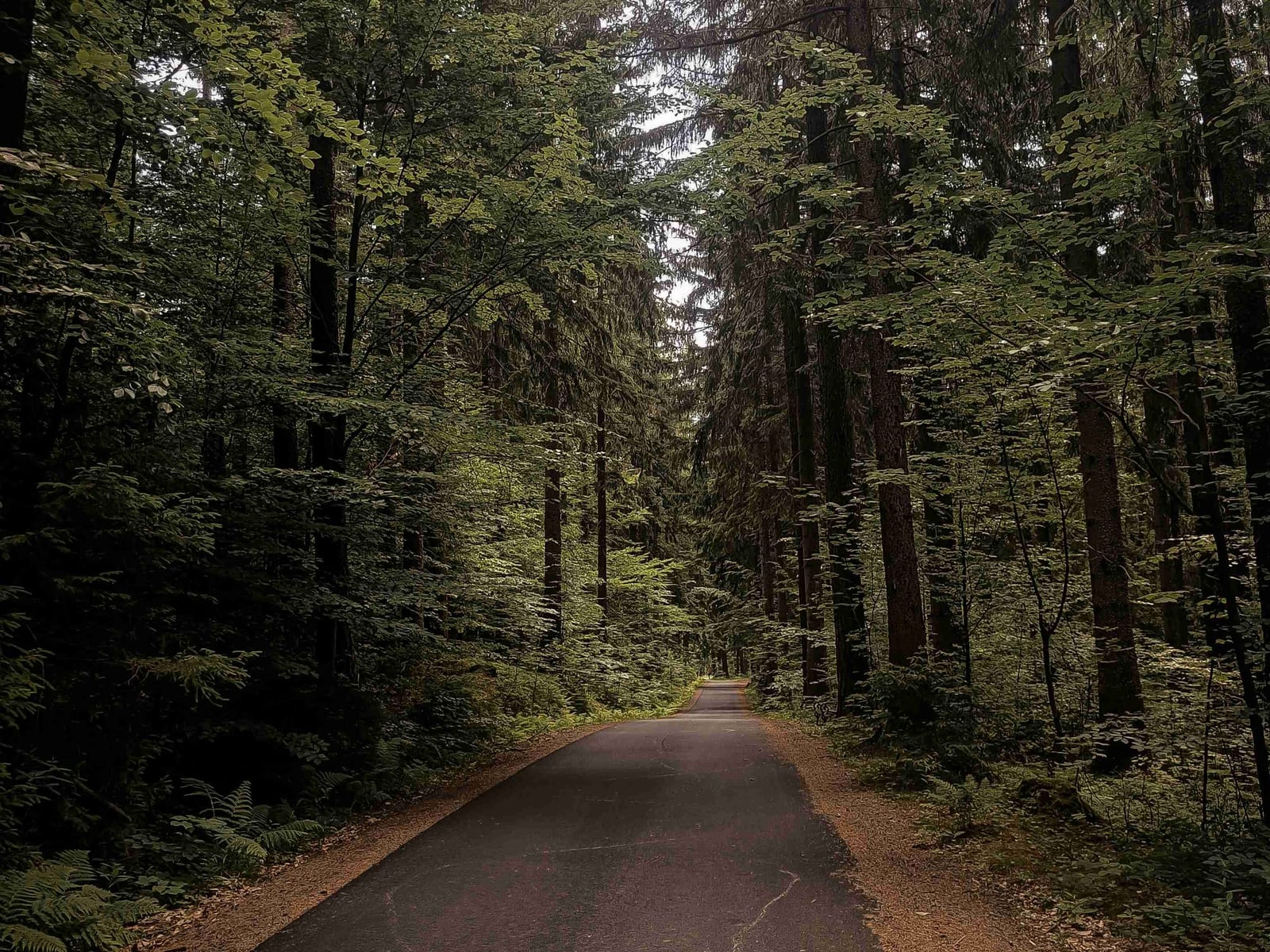 Pathway in the forest